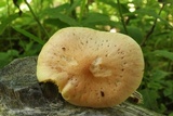 Gymnopilus braendlei image