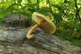 Gymnopilus braendlei image