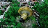 Lactarius turpis image