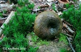 Lactarius turpis image