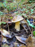 Suillus fuscotomentosus image