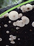 Campanophyllum proboscideum image