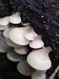 Campanophyllum proboscideum image