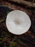 Campanophyllum proboscideum image
