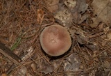 Sutorius eximius image