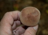 Sutorius eximius image
