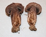 Sutorius eximius image