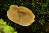 Pluteus americanus image