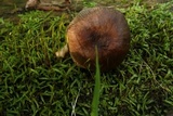 Pluteus americanus image