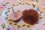 Pluteus americanus image