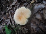 Gyroporus castaneus image
