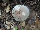 Russula modesta image