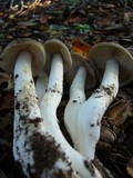 Lyophyllum decastes image