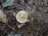 Marasmius delectans image