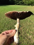 Agaricus arvensis image