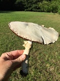 Agaricus arvensis image