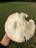 Agaricus arvensis image