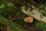 Tricholomopsis rutilans image