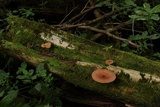 Tricholomopsis rutilans image
