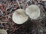 Clitocybe trulliformis image