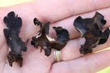 Ionomidotis irregularis image