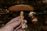 Suillus spraguei image