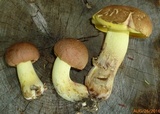 Butyriboletus taughannockensis image