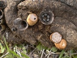Cyathus stercoreus image