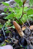 Underwoodia singeri image