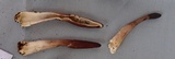 Underwoodia singeri image