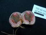 Laternea pusilla image