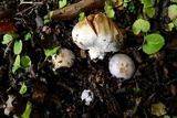 Cortinarius fuegianus image