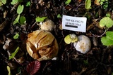 Cortinarius fuegianus image