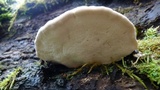 Ryvardenia cretacea image