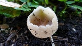 Peziza pseudosylvestris image