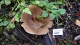 Peziza pseudosylvestris image