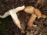 Tricholoma imbricatum image