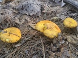 Suillus americanus image