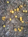 Suillus americanus image
