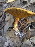 Suillus americanus image