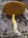 Suillus americanus image