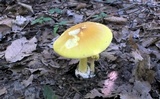 Amanita banningiana image