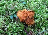 Pseudomerulius curtisii image