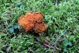 Pseudomerulius curtisii image