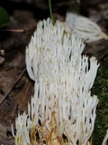 Ramariopsis kunzei image