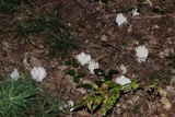 Ramariopsis kunzei image