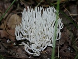 Ramariopsis kunzei image