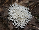 Ramariopsis kunzei image
