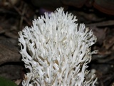 Ramariopsis kunzei image