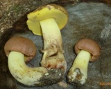 Butyriboletus taughannockensis image